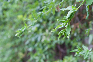 green hedge background