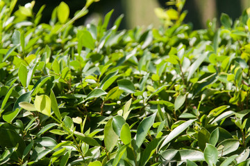 green hedge background