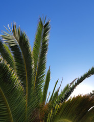 Palm Tree in Summer Sunny Blue Skies