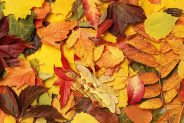 Background formed with bright autumn leaves