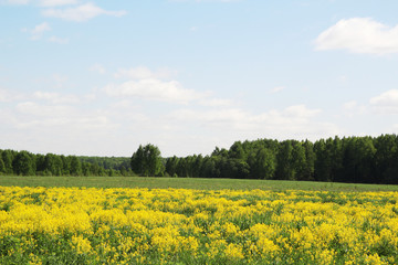 Obraz premium Field of rapeseed in Kostroma region, Russia