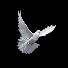  White dove isolated on black © epitavi