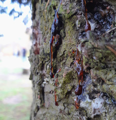 Resin Drops on a Tree
