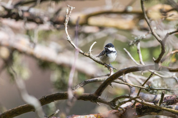 Carbonero común, Parus major, en el Valle de Bujaruelo, Pirineo Oscense