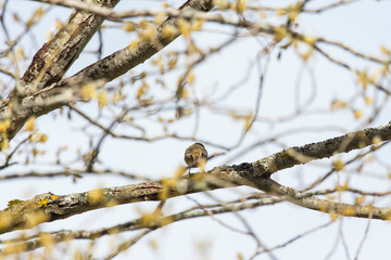 Curruca zarcerilla, Sylvia curruca, de espalda, en el Valle de Bujaruelo, Pirineo Oscense