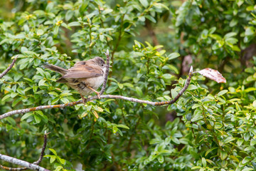 Curruca zarcerilla, Sylvia curruca en el Valle de Bujaruelo, Pirineo Oscense