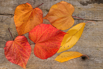 Naklejka na ściany i meble colorful fall leaves on wooden background