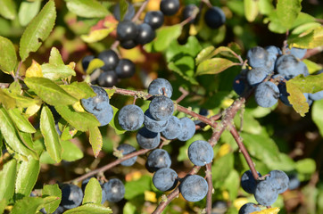 Blacthorn berries in autumn colored surroundoings.
