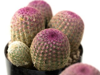 エキノセレウス　ルブリスピヌス