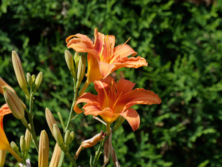 Obraz premium Hemerocallis fulva. Une variété d'hémérocalle aux pétales de couleur fauve, rouge orangé et gorgé de jaune, des lignes centrales jaune pâle. Originaire d'Asie.