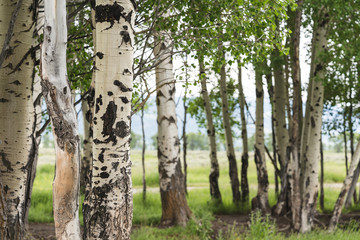 Obraz premium Beautiful birch trees with white birch bark in birch grove with green birch leaves in early