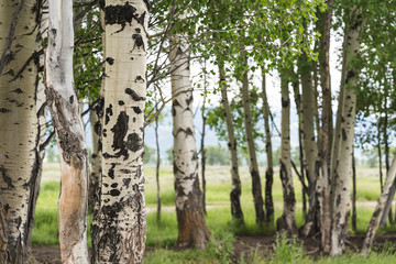 Beautiful birch trees with white birch bark in birch grove with green birch leaves in early