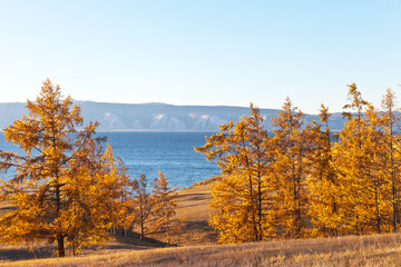 Lake Baikal. Olkhon Island. Beautiful yellowed larch forest on the shores of the Small Sea at sunset