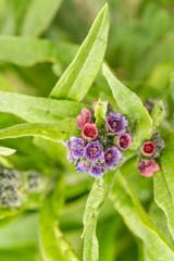 Spring flower. Purple pasque flowers on mountain