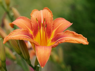Fototapeta premium Hemerocallis fulva. Une variété d'hémérocalle aux pétales de couleur fauve, rouge orangé et gorgé de jaune, des lignes centrales jaune pâle. Originaire d'Asie.