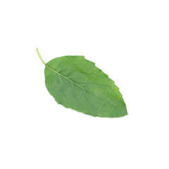 Fototapeta premium holy basil or tulsi leaves