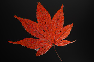 dried red maple leaves on black