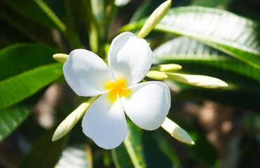 flower white nature flowers