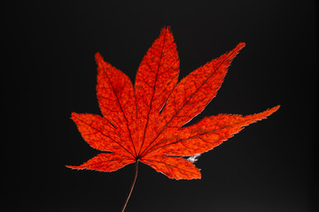 dried red maple leaves on black