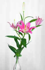 ピンクのゆり・スターゲイザーの花