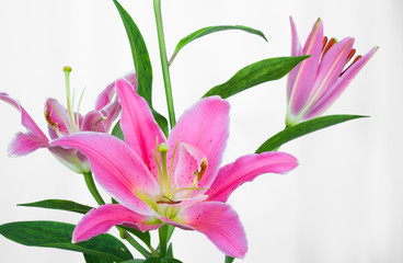 ピンクのゆり・スターゲイザーの花