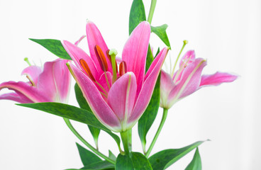 ピンクのゆり・スターゲイザーの花