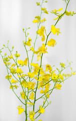 黄色いオンシジュームの花