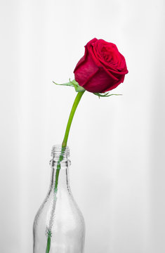 一輪挿し の画像 779 件の Stock 写真 ベクターおよびビデオ Adobe Stock