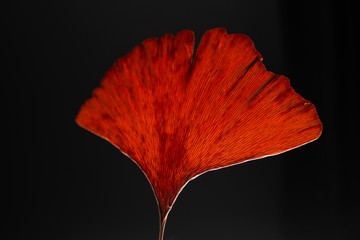dried red ginko leaves on black © MuhammadSyafiq