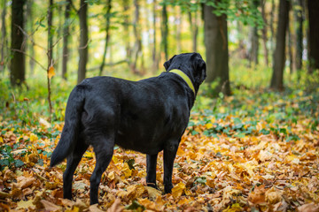 Black dog Labrador Retriever standing in the forest during autumn, dog has green collar, orange leaves are around
