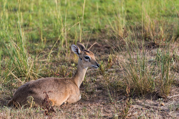 Impala Antelope at Murchison Falls National Park Safari Reserve in Uganda - The Pearl of Africa