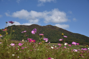 Fototapeta premium 日本の秋の花