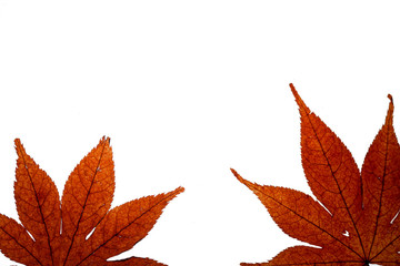 dried red maple leaves on white
