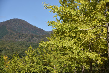 日本の秋の街路樹