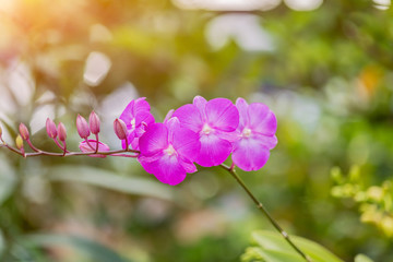 Beautiful pink orchid  with blurred background