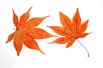 dried red maple leaves on white