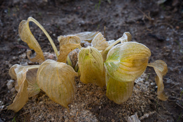 Autumn faded hosta covered with frost

