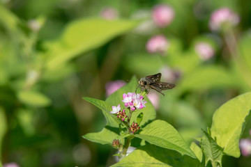 ミゾソバで吸蜜するイチモンジセセリ