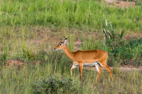 Impala Antelope at Murchison Falls National Park Safari Reserve in Uganda - The Pearl of Africa