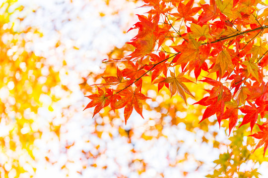 紅葉　Japanese autumn leaves