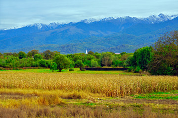 Fototapeta na wymiar Corn field near the north part of Fagaras mountains, Romania