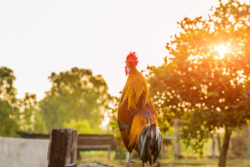 Rooster chicken cockcrow in the morning on the fence . © sanpom