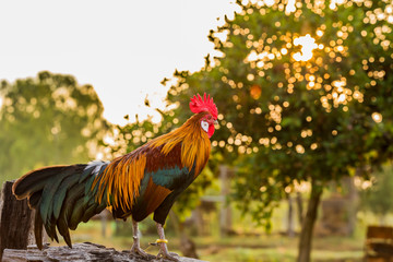 Rooster chicken cockcrow in the morning on the fence .