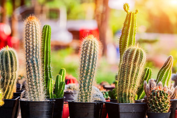 Small cactuses and succulents at the flower shop