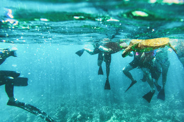 Tourists on holiday excursion snorkeling with marine wildlife - underwater view of green turtle...