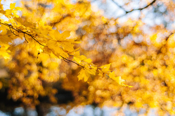 Yellow autumn trees tops against blue sky