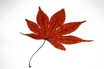 dried red maple leaves on white