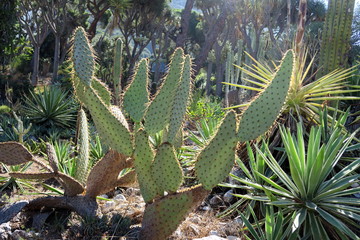 Cactus avec épines au soleil