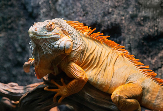 Close-up Of A Red Iguana