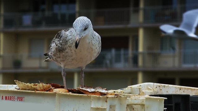 Gulls eating rests of St James shell in the harbour at Courseulles sur Mer.